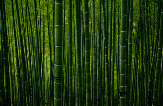 Foresta di bamboo per la carta igienica