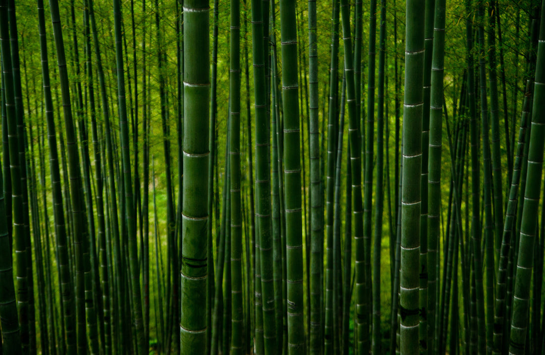 Foresta di bamboo per la carta igienica